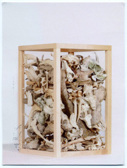 likeafieldmouse:  Herman de Vries - Life (1996-2011) - Animal bones collected from a forest 