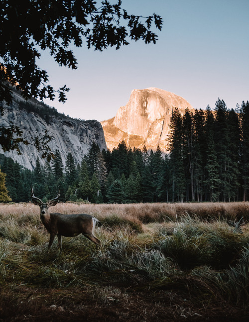 jasonincalifornia: “Hey, get one of me in front of the Half Dome.”  Instagram//Society6 