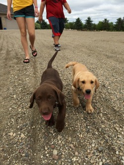 cute-overload:  Brothers out for a walkhttp://cute-overload.tumblr.com