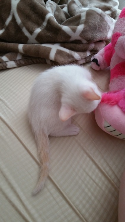 kittycandle:When I grow up, my tail and ears will be orange!
