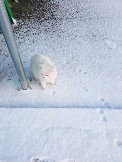 thetragiccomedian: pepoline13: Snow kitty