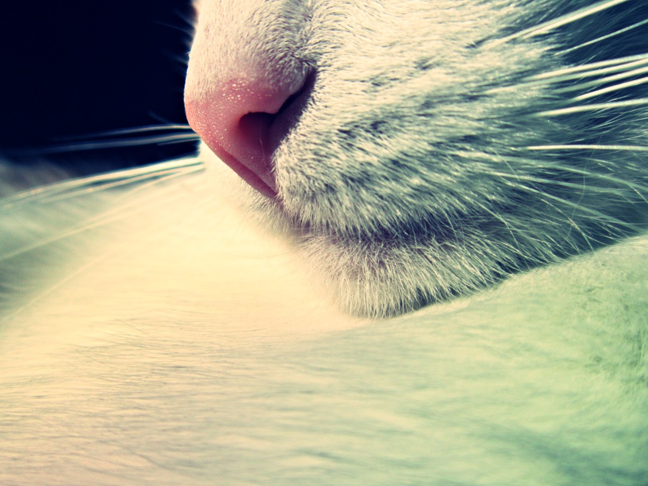 vossoslocoviteh: Tan simple y tan hermoso♥ 