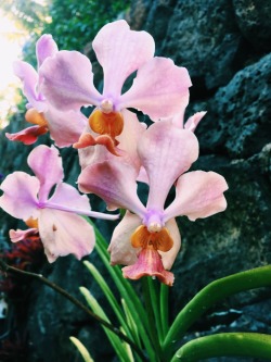 radicaldemeanor:  Simple chats with the orchids🌸