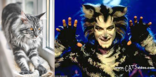 Jelicle Cats As Real Cats! The Toms