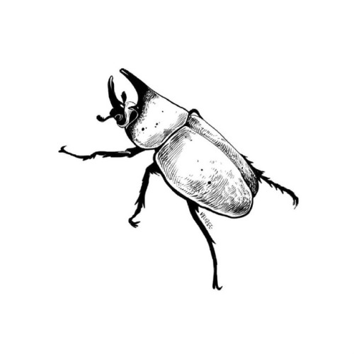 #herculesbeetle #dynastashercules #herkuleskäfer #beetle #bug #drawing #inktober #velozee