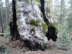little-mountain:  Giant sequoia with massive fire scars. In the woods near Stump Meadow.