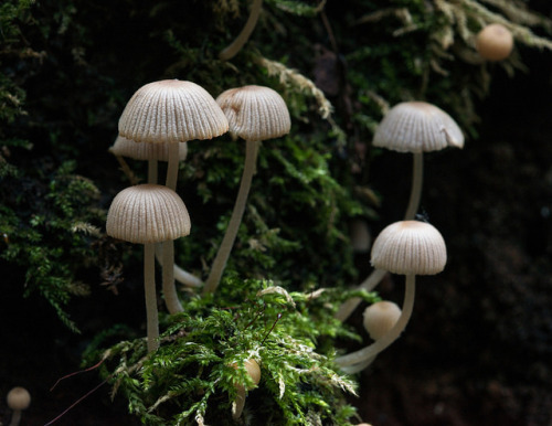 Coprinellus disseminatus - Coprin disséminé ou coprin grégaire by Vincent L°