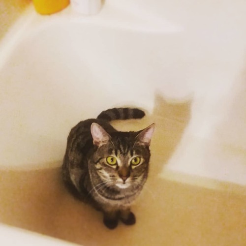 Marlowe loves to roll around in the bath once it&rsquo;s drained. #curiouscat #bathtimefun #whyiclea