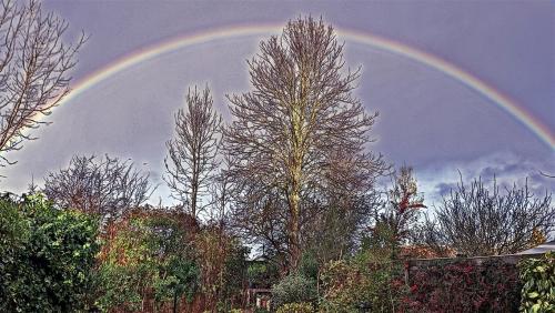 This Mornings Garden.12-05-20 Greeted by a rainbow perfectly framing the back garden. Now where is t