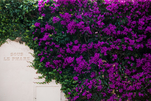 campanulas growing on a wall in antibes, france. 