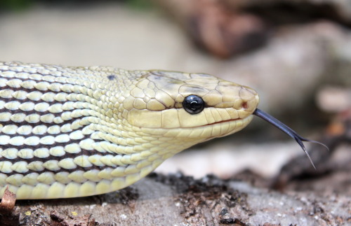 Maybe someday I’ll find a boyfriend for her… Callisto, Sulawesi Black Tail Rat snake (Gonyoso