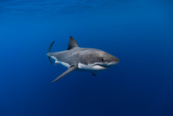 creatures-alive:  Female great white shark by George Probst
