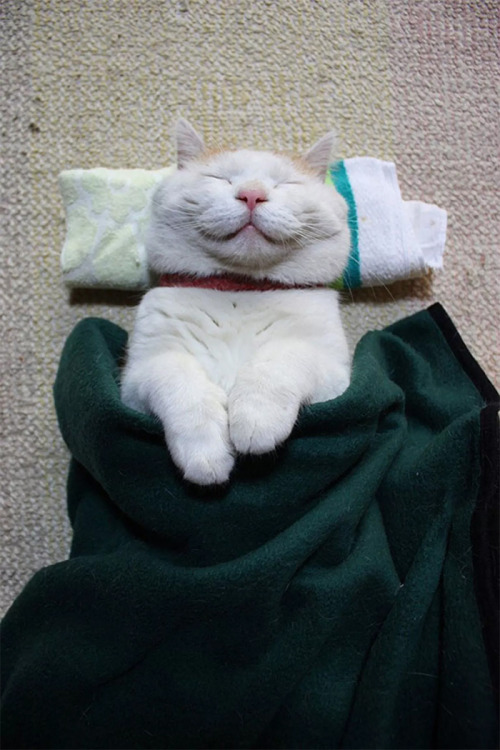 blogboestbelle: catsbeaversandducks: Shiro Neko, The Most Relaxed Cat On Earth, Has Passed Away At A