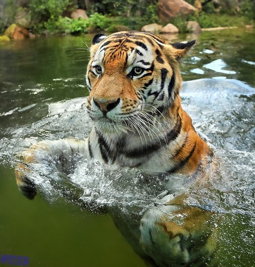 naamahdarling:theadventurechild:Jungle/tropical blogThis looks like the upper half of a tiger mermai