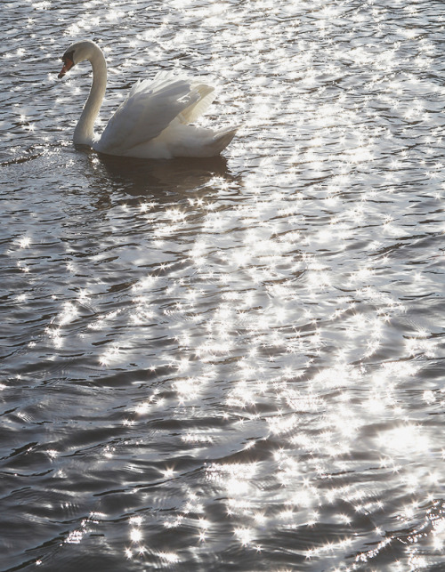 vivalcli:Swans in Southlake, Alabama, United States | Bahman Farzad