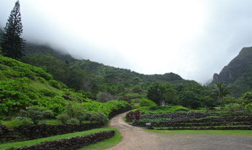 biodiverseed: papalagiblog: Limahuli Garden and Preserve, Hawaii #Hawaii #tropical Hella impressive.