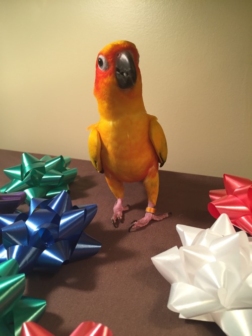 pepperandpals:Here’s a photoset of Mango being confused by bows