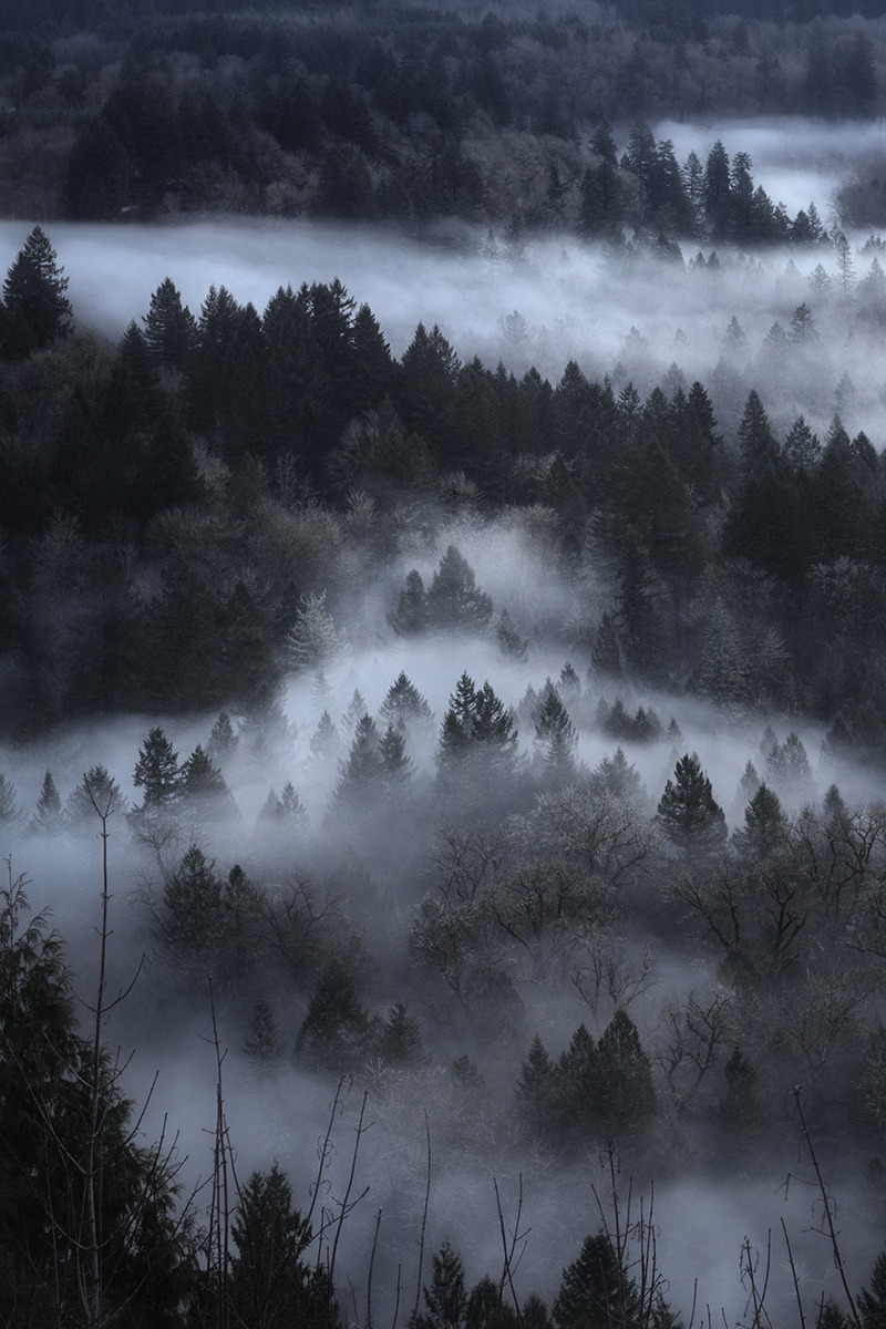 urbanissues:  vertical landscapes
