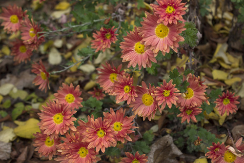 Chrysanths by the block of flats.