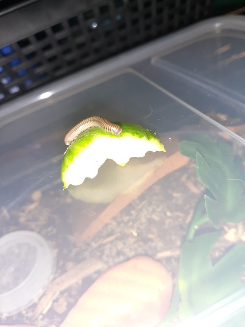 My Only Adult Narceus Americanus