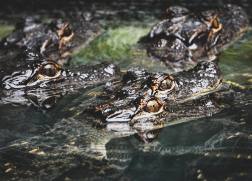 Youngling American alligators. May they live long and prosper.