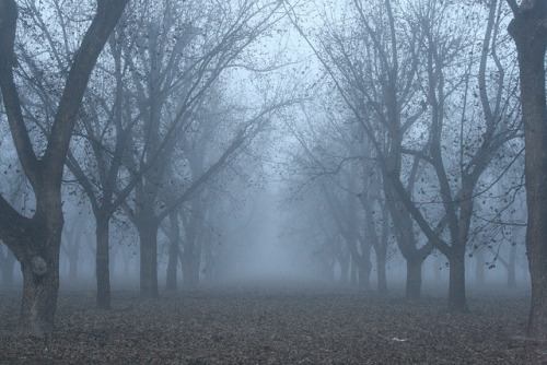 Stahmann Farms Fog 3 by jediuno on Flickr.