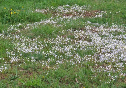 That time of year when drifts of bluets are visible in the pastures. &lt;3When I was little, I alway