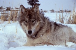 wolfeverything: Those eyes 😍