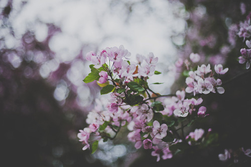 cinnamonthursdays: Spring Magic By Karolina Koziel Website | Instagram | Pinterest | Tumblr