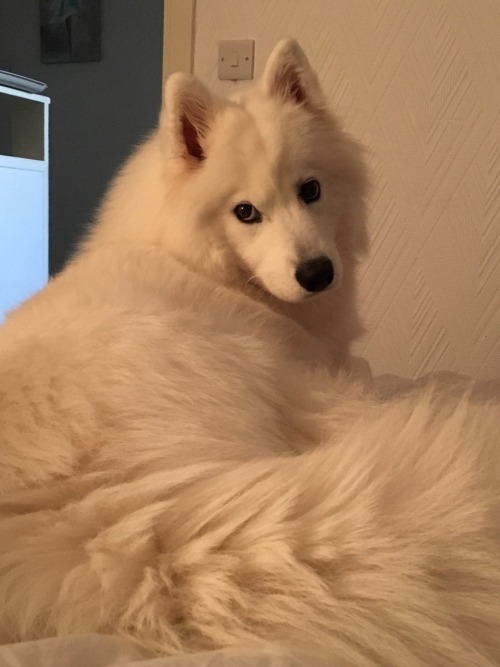 Sex cloudthesamoyed: wink *blushes* u////u pictures