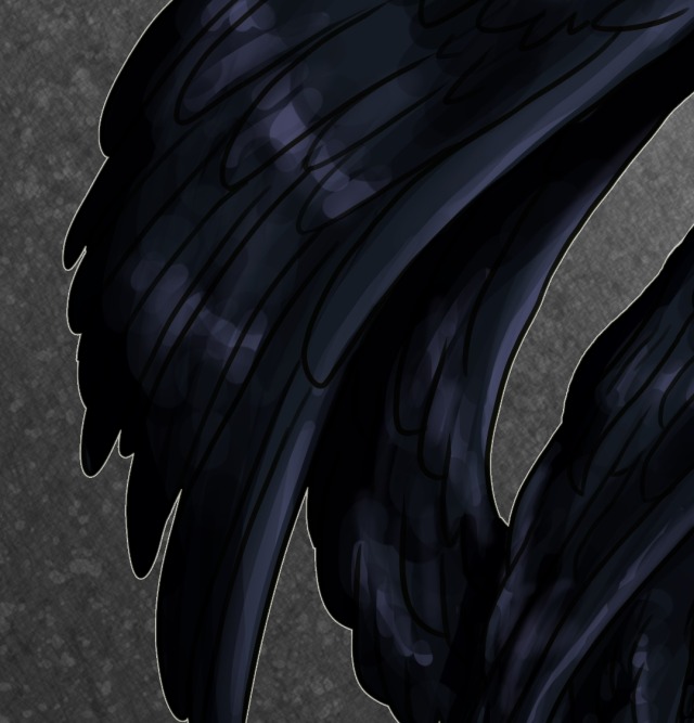 A close-up shot of his black wings. They are well-groomed and the feathers look silky, a shiny black that reflects the light in blue hues.