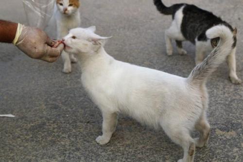 catsbeaversandducks: Alaa, an ambulance driver, feeds cats in Masaken Hanano in Aleppo. Alaa buys ab