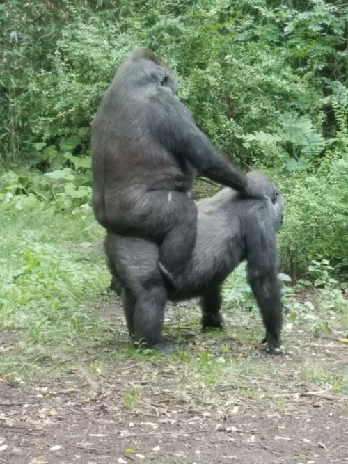 gonegrill:bilbo-swwaggins: I need everyone to witness what i witnessed at the zoo today This is what