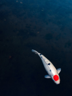 tokyostreetphoto:Koi, Harajuku 原宿