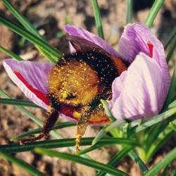 buggybee:  A cute bee-hind.