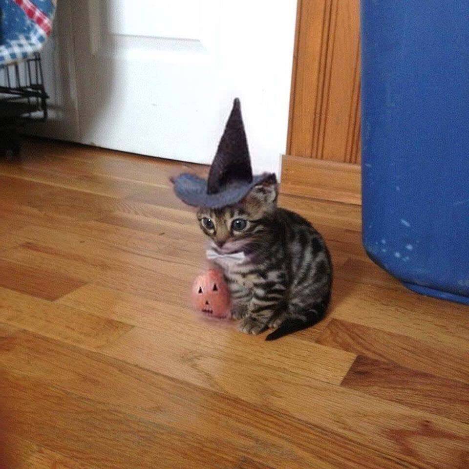 awwww-cute:  When you wake up and realize it’s October 1st. (Source: https://ift.tt/2xPF0nv)