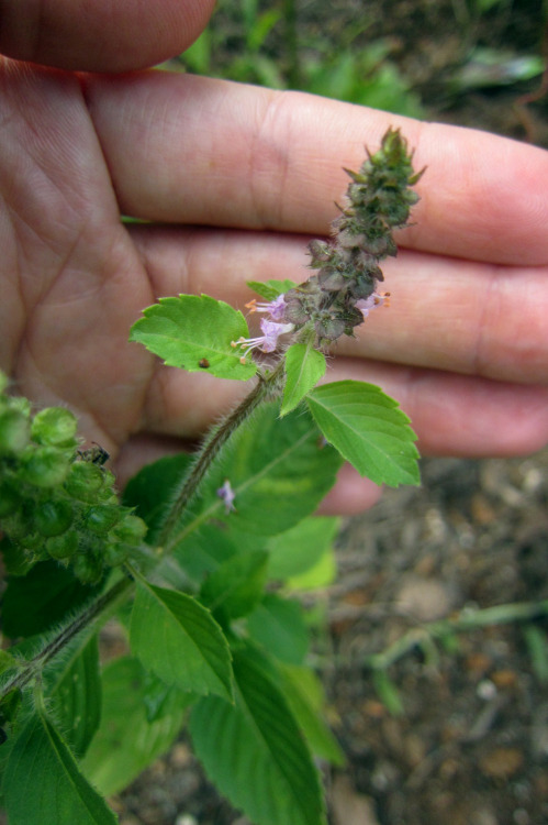 August 2015 - Holy Basil / Tulsi / Ocimum tenuiflorum (Volunteer)A lovely and unexpected herbal volu