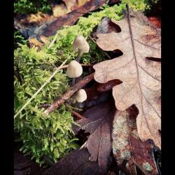 #mushroom #tanoakpark #mendo #mendcino #beautiful