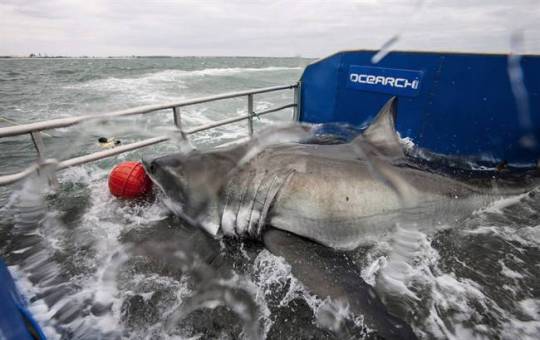Researchers wonder if great white sharks are looking for love in Nova Scotia waters