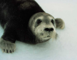 animal-factbook:  Seals were actually the