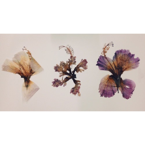 Some inspiration for the day//don&rsquo;t want to come out of my lovely bed. Dried hibiscus flowers