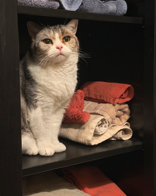 Scar's cat Jellie. She is a tabby with a white blaze, white chest, and white paws. She is sitting on a dark shelf next to several folded orange and beige towels. 