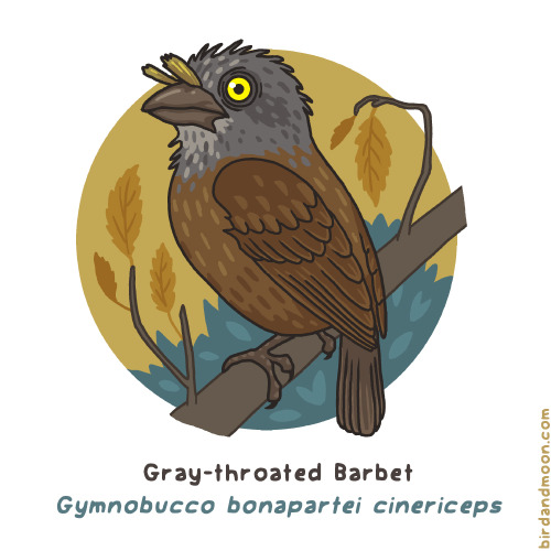 This week&rsquo;s #WeirdBirdOfTheWeek is the Gray-throated Barbet, a species that is native to p