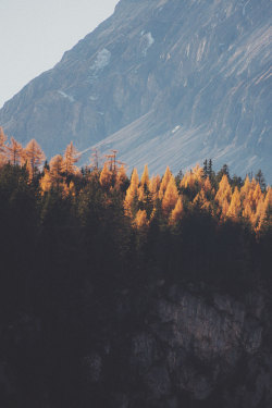 avenuesofinspiration:  Golden Forest | Source