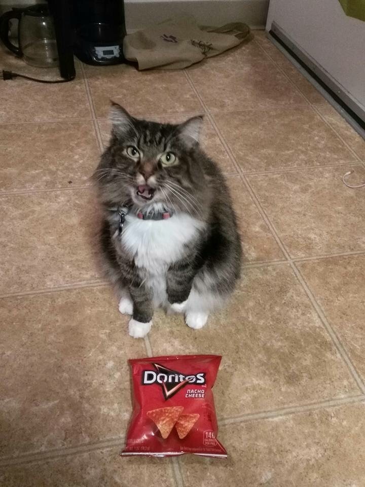 professionalcat:  This is my cat Nylea. She really loves Doritos, or as she refers
