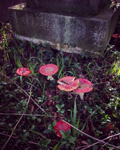 amanitas