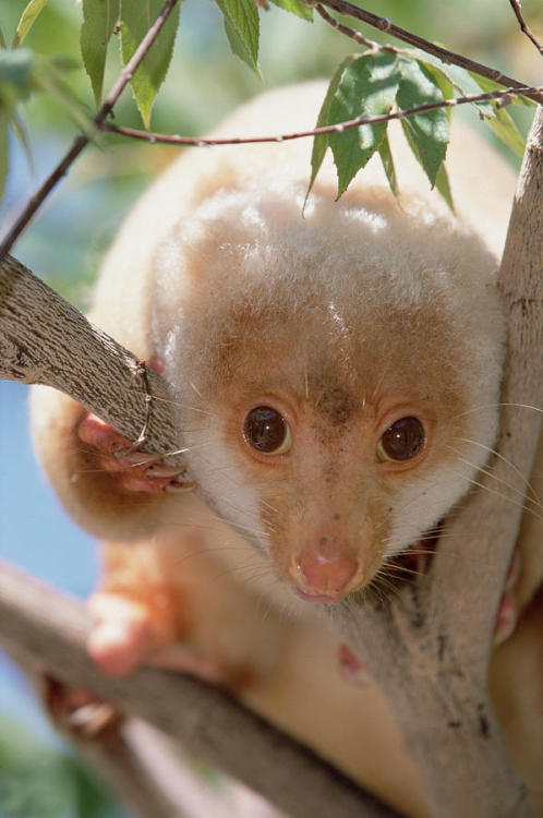 Common Spotted Cuscus &ldquo;The common spotted cuscus (Spilocuscus maculatus) is a cuscus, a marsup