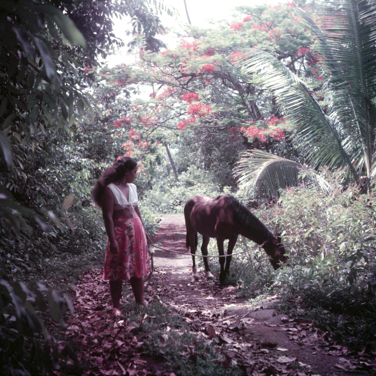 A Tahitian woman walking her horse through the jungle, Eliot Elisofon, circa 1954 #photography#vintage#vintage photography#eliot elisofon#1950s#color photography#tahiti#french polynesia#horses
