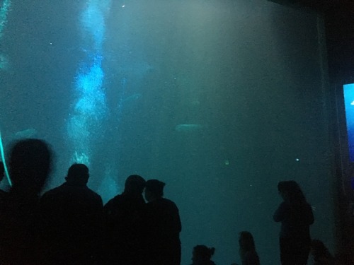 polars:more aquarium pics