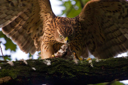 peregrineinastoop:  Northern Goshawk by Ivan Ellison